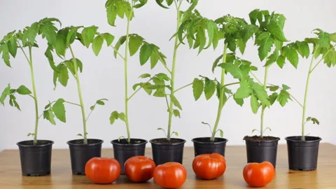 Seedlings tomato stands on a table Stock-Footage 91021606