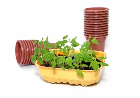 Seedlings of tomatoes before diving and empty plastic pots on a white backg.. Stock Photos