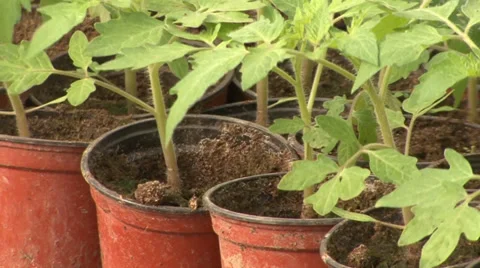 Seedlings of tomatoes in flowerpots Stock-Footage 36977002