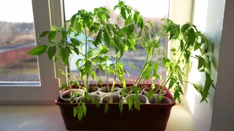 Seedlings of tomatoes Stock Footage 179837068