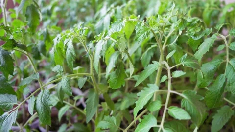 Seedlings of tomatoes Stock Footage 179837090