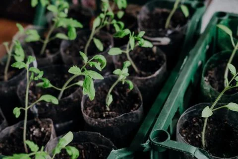 Seedlings with tomatoes at home, on the table Stock Photos