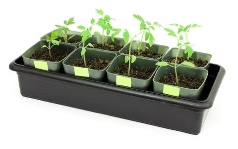Seedlings of tomatoes Stock Photos
