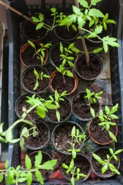 Seedlings of tomatoes Stock Photos
