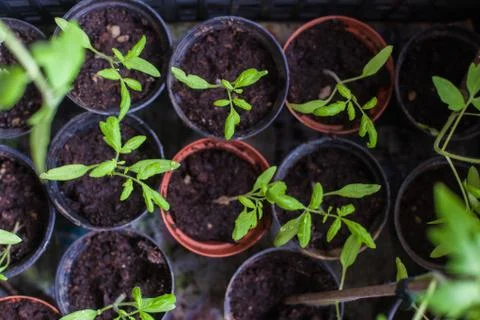 Seedlings of tomatoes Stock Photos