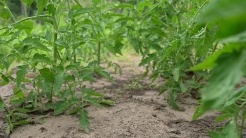 Seedlings of tomatoes, planted in the garden in the spring in a greenhouse Video stock 296086703