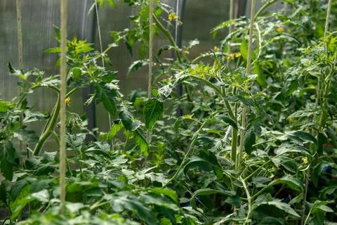 Seedlings of tomatoes planted in a greenhouse, in the spring. Growing, feeding Stock Photos