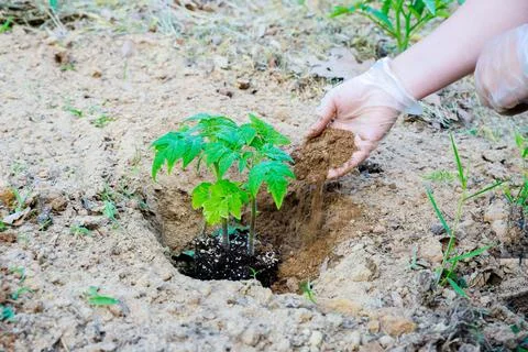 Seedlings of tomatoes planted in the ground. Stock Photos