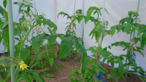 Seedlings of tomatoes planted in the ground. Young plants in the garden. Stock Footage 196728044