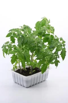Seedlings of tomatoes in a plastic container isolated on a white background. Foto stock
