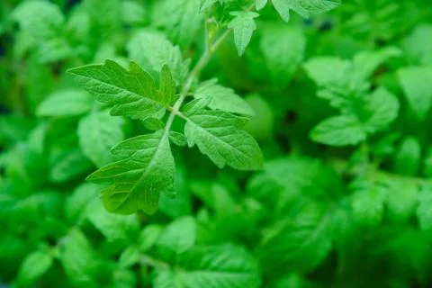 Seedlings tomatoes in spring Stock Photos