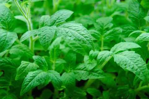 Seedlings tomatoes in spring Stock Photos