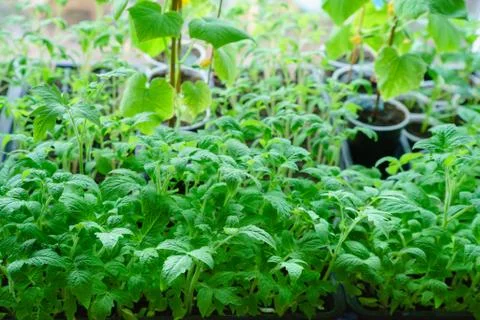 Seedlings tomatoes in spring Stock Photos
