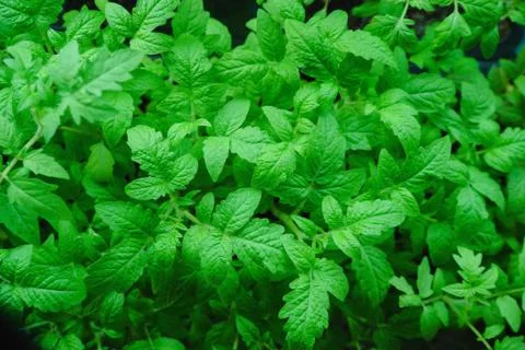 Seedlings tomatoes in spring Stock Photos