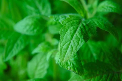 Seedlings tomatoes in spring Stock Photos