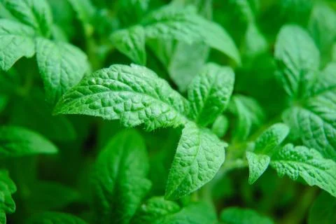 Seedlings tomatoes in spring Foto stock
