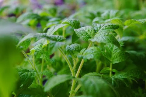 Seedlings tomatoes in spring Foto stock