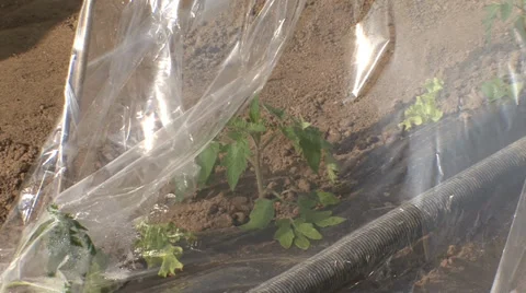 Seedlings of tomatoes under plastic foil 스톡 동영상 36977066
