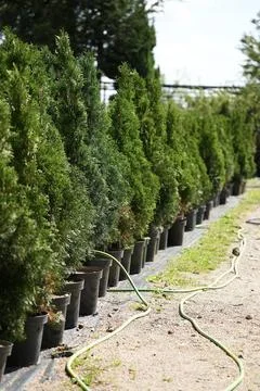 Seedlings tree thuji Stock Photos