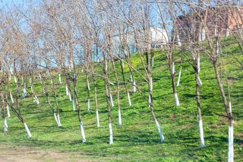 Seedlings of trees Stock Photos
