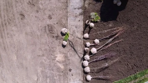 Seedlings of trees preparing for plant, laying on the ground. shooting drone Stock Footage 130123428