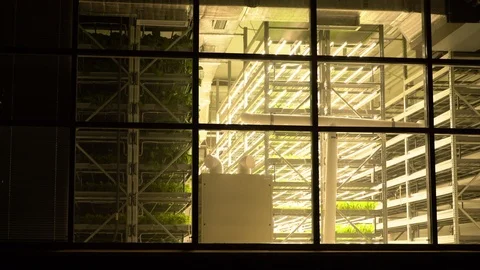 Seedlings uhd 库存影片 119782030