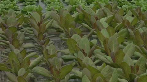 Seedlings of vegetable crops on an industrial scale. Video stock 155463487