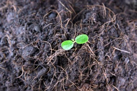Seedlings in vegetable garden. Stock Photos