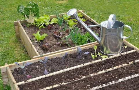 Seedlings in vegetable garden Stock Photos