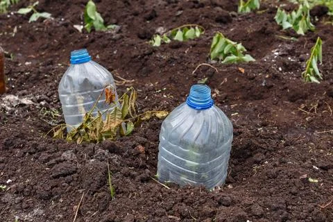Seedlings of vegetable plants covered with a plastic bottle in the garden Stock Photos