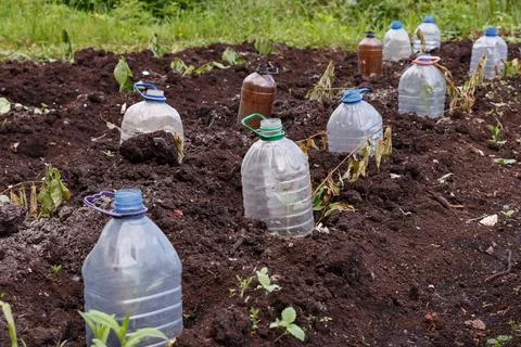 Seedlings of vegetable plants covered with a plastic bottle in the garden Stock Photos