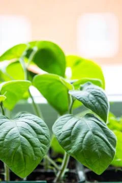Seedlings of vegetable plants stand on the windowsill before planting in the  Stock-Fotos