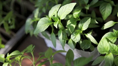 Seedlings on the vegetable tray. Video stock 63059493