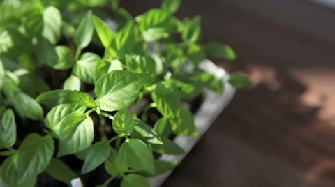 Seedlings on the vegetable tray. Video stock 63059500