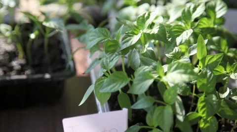 Seedlings on the vegetable tray. Stock Footage 63059619