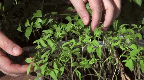 Seedlings on the vegetable tray. Stock Footage 63060115