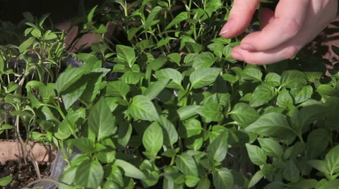 Seedlings on the vegetable tray. Stock Footage 63060170
