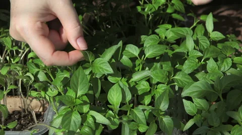 Seedlings on the vegetable tray. Stock Footage 63060251