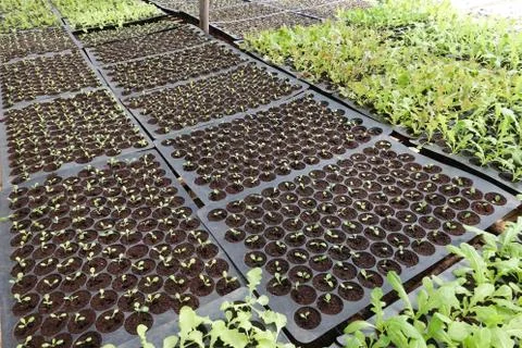 Seedlings on the vegetable tray Stock Photos