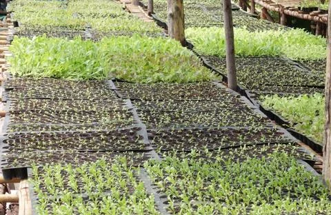 Seedlings on the vegetable tray Stock Photos