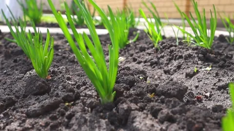 Seedlings of vegetables close-up on the garden plot. Vídeos de archivo 171867970
