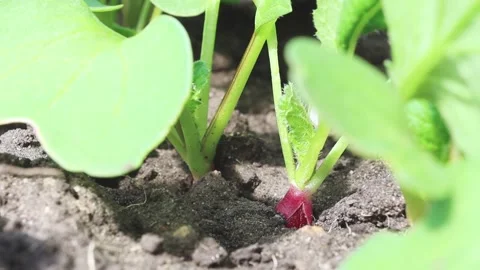 Seedlings of vegetables planted in the ground move in the wind. Stock Footage 170747191