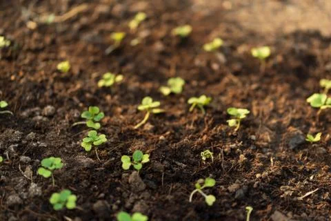 The seedlings of the vegetables in the plot,Kale seedlings in vegetable plots Stock Photos