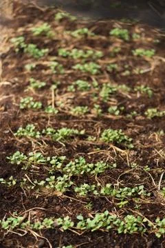 The seedlings of the vegetables in the plot,Kale seedlings in vegetable plots Stock Photos