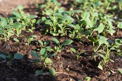 The seedlings of the vegetables in the plot,Kale seedlings in vegetable plots Stock Photos