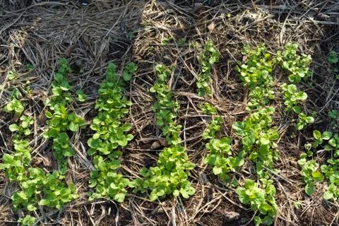 The seedlings of the vegetables in the plot,Kale seedlings in vegetable plots Stock Photos