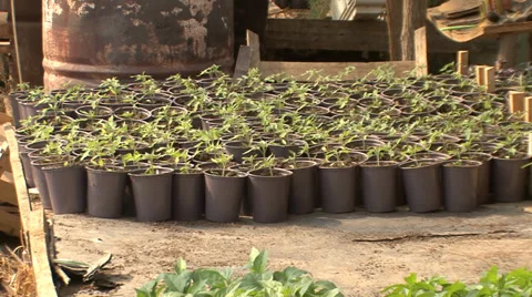 The seedlings of vegetables in pots Vídeo Stock 36978331