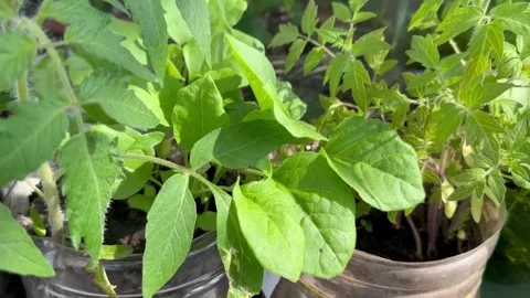Seedlings of vegetables on the windowsill of the house Stock-Footage 241531201