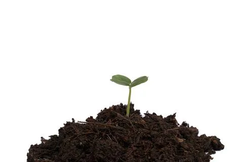 Seedlings on a white background. Stock Photos