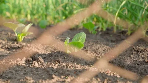 Seedlings of white cabbage behind a mesh fence. The chain link in the foreground Stock Footage 202029129